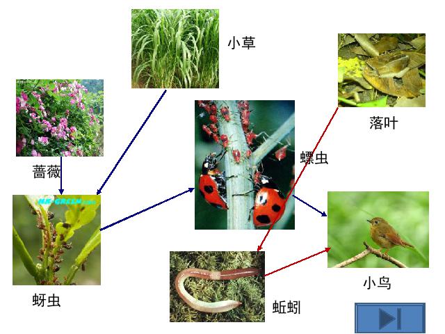 五年级上册科学科学《1.5食物链和食物网》第5页