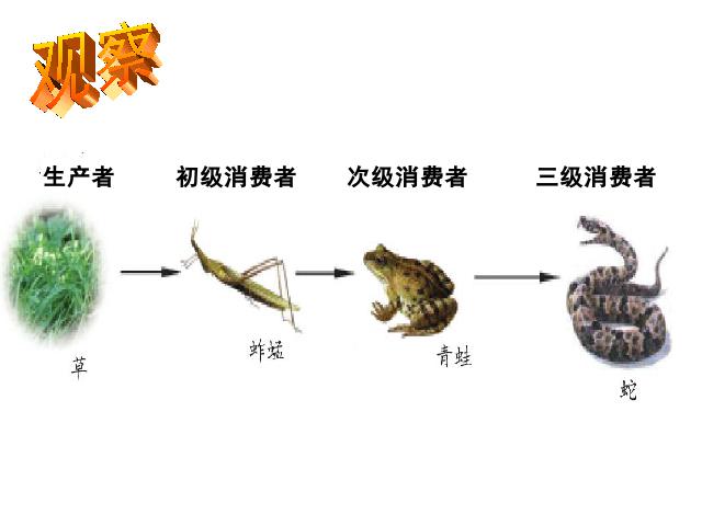 五年级上册科学《1.5食物链和食物网》(科学)第6页