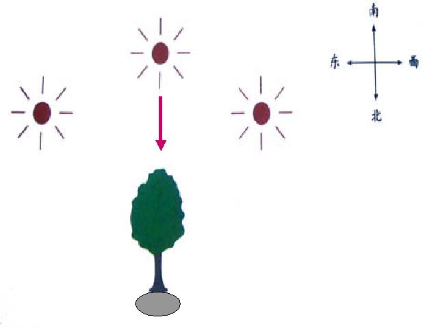 五年级上册科学科学《2.2阳光下的影子》(教科版)第3页