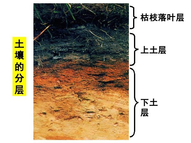 五年级上册科学教科版《3.4土壤中有什么》(科学)第3页