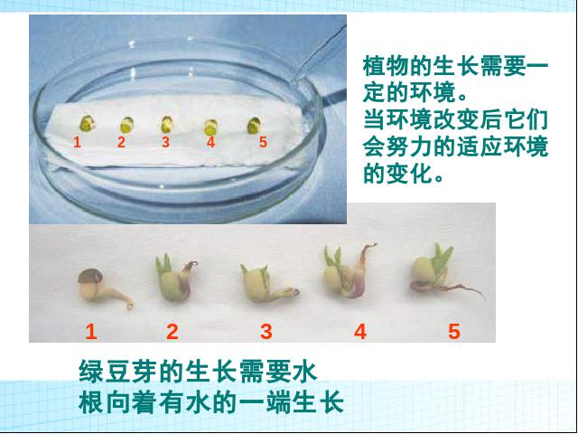 五年级上册科学教科版科学《第一单元期末总复习》第10页