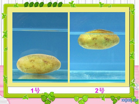 五年级下册科学（教科版）马铃薯在液体中的沉浮PPT教学课件(科学)第2页