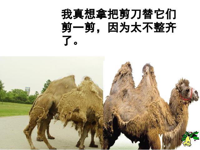 五年级下册语文语文第6课-《冬阳童年骆驼队》第10页