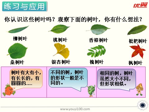 六年级上册数学（苏教版）第14课时 树叶中的比 课件第3页