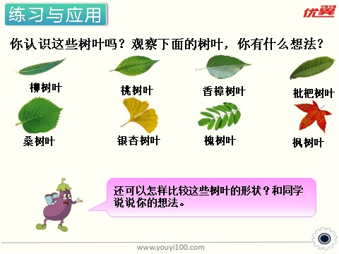 六年级上册数学（苏教版）第14课时 树叶中的比 课件第4页