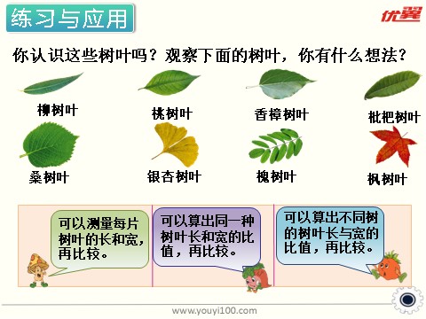 六年级上册数学（苏教版）第14课时 树叶中的比 课件第5页