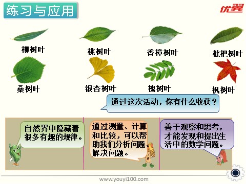 六年级上册数学（苏教版）第14课时 树叶中的比 课件第9页