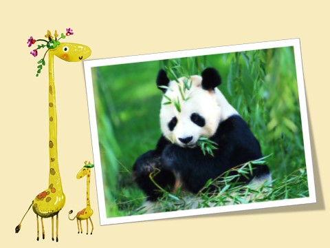六年级上册英语（外研三起点）Module 7 Unit 2 Pandas love bamboo第2页