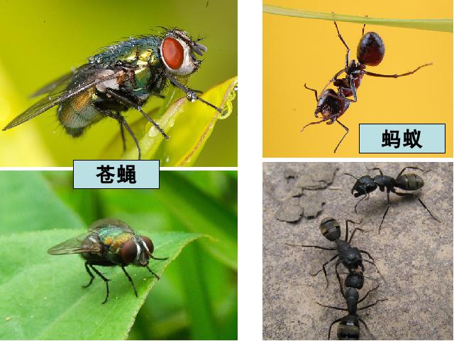 六年级上册科学科学第四单元《4.1校园生物大搜索》（）第6页