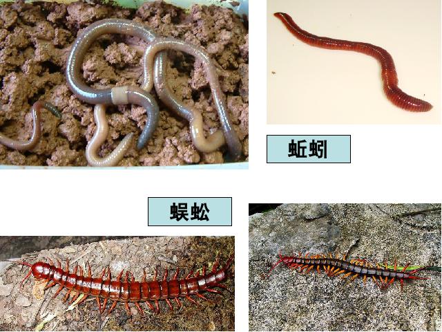 六年级上册科学科学第四单元《4.1校园生物大搜索》（）第7页