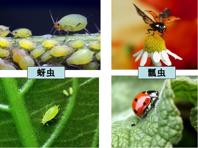 六年级上册科学科学第四单元《4.1校园生物大搜索》（）第9页