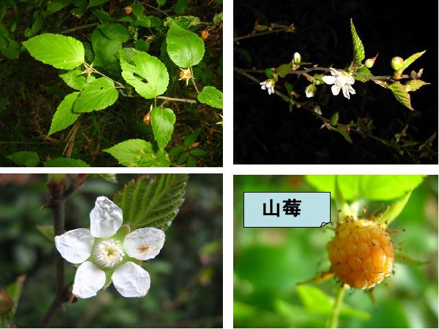 六年级上册科学《4.3多种多样的植物》(科学)第6页