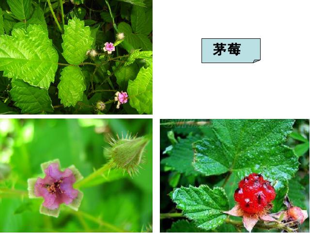 六年级上册科学《4.3多种多样的植物》(科学)第8页