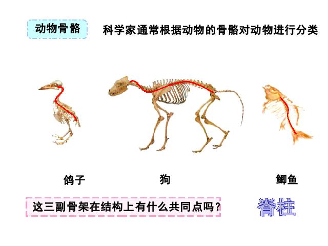 六年级上册科学科学《4.4种类繁多的动物》第4页