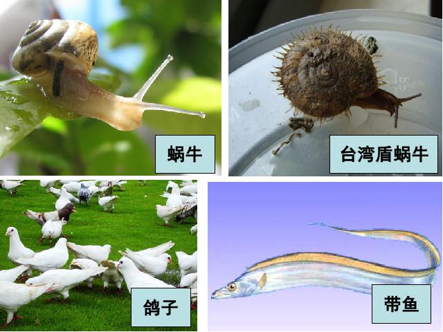 六年级上册科学科学《4.4种类繁多的动物》第3页