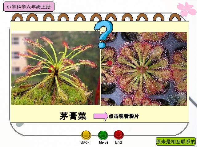 六年级上册科学科学《4.6原来是相关联的》第3页