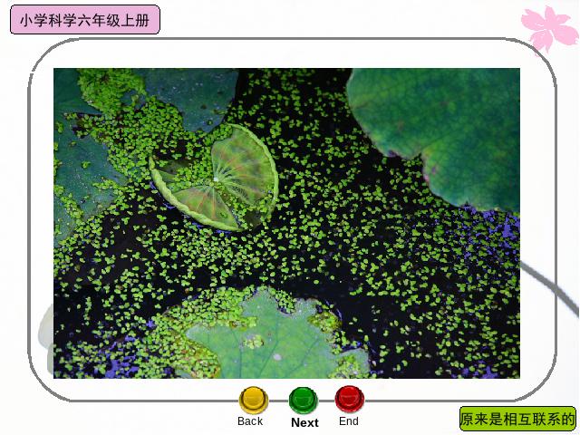 六年级上册科学科学《4.6原来是相关联的》第5页