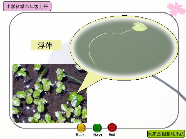 六年级上册科学科学《4.6原来是相关联的》第6页