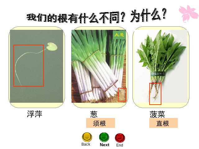 六年级上册科学科学《4.6原来是相关联的》第7页