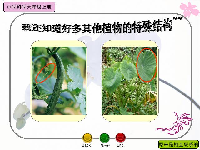 六年级上册科学科学《4.6原来是相关联的》第8页