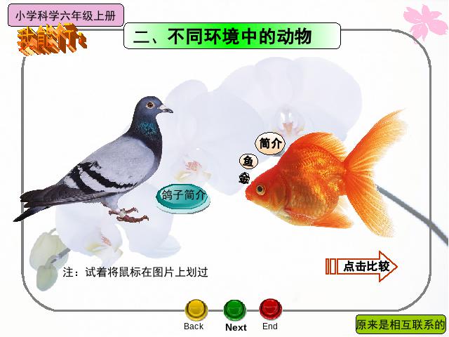 六年级上册科学科学《4.6原来是相关联的》第9页