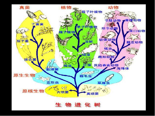 六年级上册科学科学《4.7谁选择了它们》(教科版)第1页