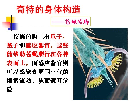 六年级下册科学（教科版）第一单元：放大镜下的昆虫世界PPT教学课件(六下)第6页