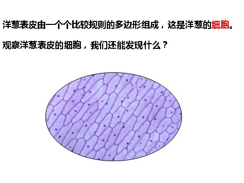 六年级下册科学（教科版）科学用显微镜观察身边的生命世界(二)ppt教学课件第2页