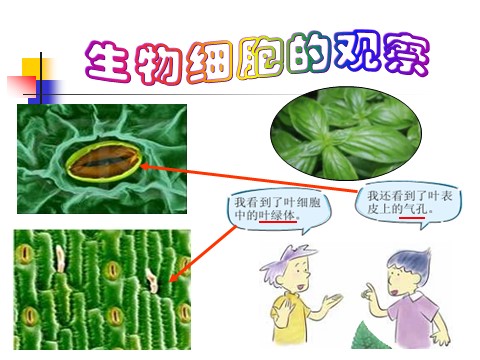 六年级下册科学（教科版）科学用显微镜观察身边的生命世界(二)ppt课件第4页