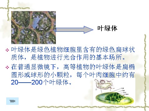 六年级下册科学（教科版）科学用显微镜观察身边的生命世界(二)PPT课件(第4页