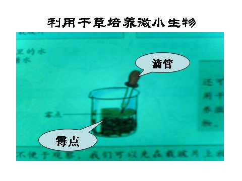 六年级下册科学（教科版）用显微镜观察身边的生命世界(三)PPT教学课件(科第4页