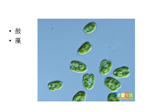 六年级下册科学（教科版）用显微镜观察身边的生命世界(三)PPT教学课件(科第8页