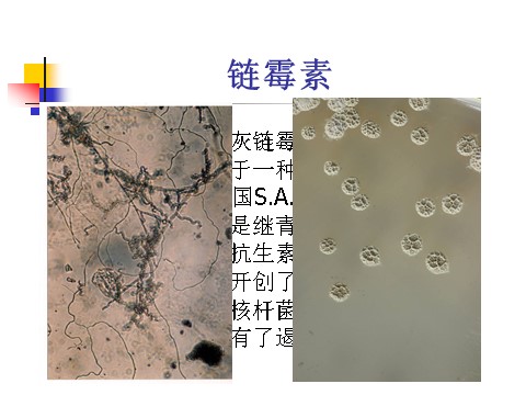 六年级下册科学（教科版）微小世界和我们PPT教学课件(科学)第9页