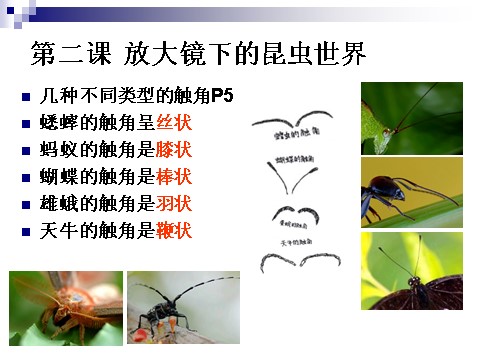 六年级下册科学（教科版）科学第一单元:微小世界复习ppt课件第6页