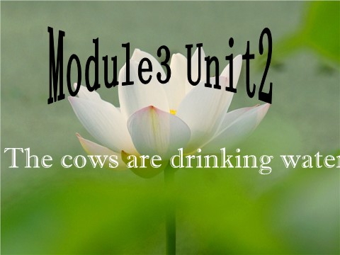 六年级下册英语（外研版三起点）优质课Unit2 The cows are drinking water课件ppt第1页