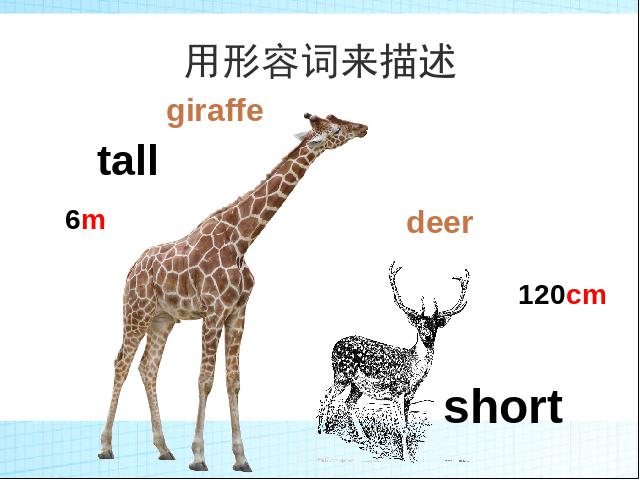 六年级下册英语(PEP版)PEP《Unit1 How tall are you A let's learn》第4页