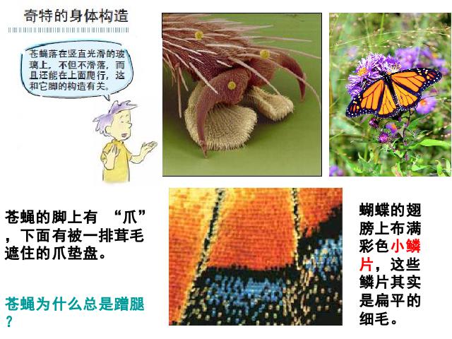 六年级下册科学科学《放大镜下的昆虫世界》(教科版)第6页