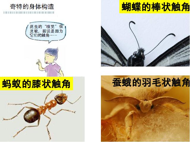 六年级下册科学科学《放大镜下的昆虫世界》(教科版)第7页