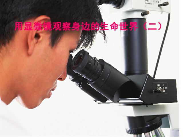 六年级下册科学教科版《用显微镜观察身边的生命世界(二)》(科学第1页