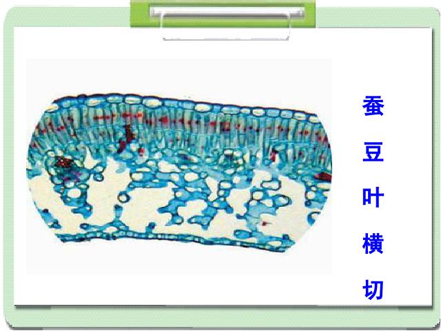 六年级下册科学科学《用显微镜观察身边的生命世界(二)》第8页