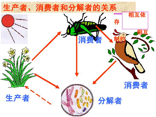 初一上册生物1.2.2生物与环境组成生态系统PPT教学自制课件(生物)第9页