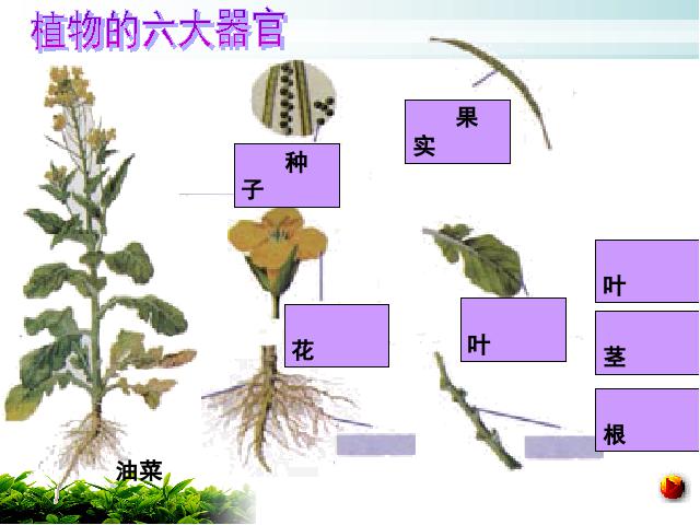 初一上册生物生物2.2.3植物体的结构层次教研课第8页