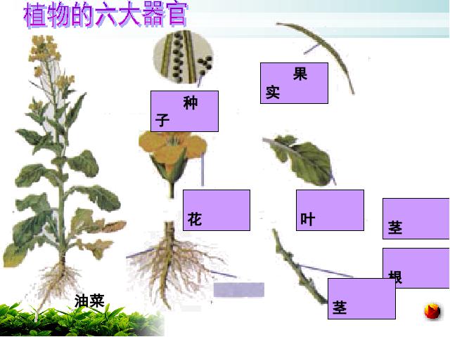 初一上册生物生物2.2.3植物体的结构层次教研课第9页