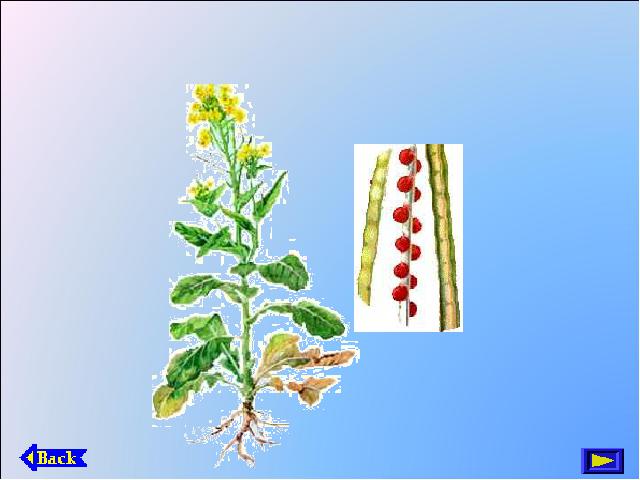 初一上册生物生物2.2.3植物体的结构层次优质课ppt课件下载第3页