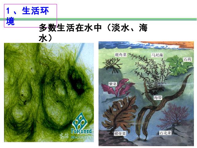 初一上册生物生物3.1.1藻类苔藓和蕨类植物ppt比赛获奖教学课件第10页