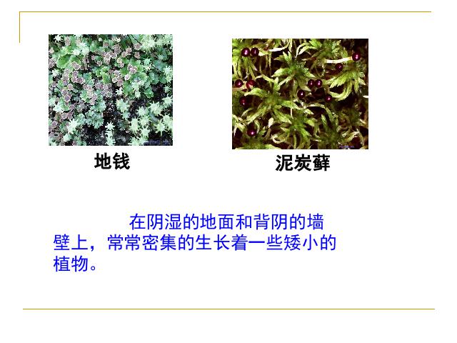 初一上册生物3.1.1藻类苔藓和蕨类植物PPT教学自制课件(生物)第10页