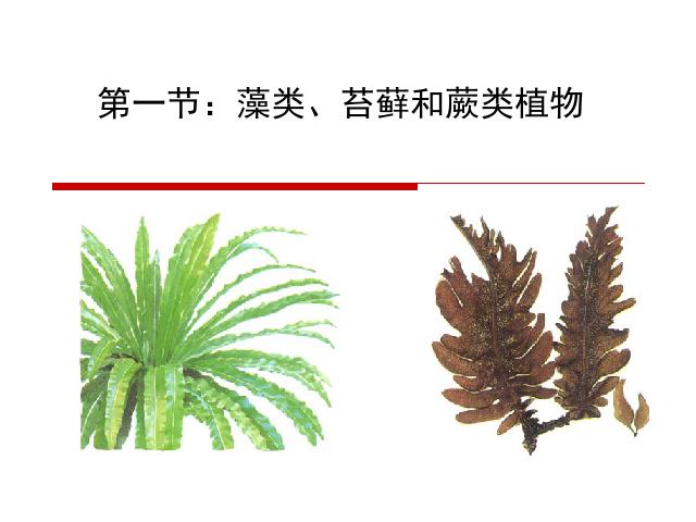 初一上册生物3.1.1藻类苔藓和蕨类植物PPT教学自制课件(生物)第3页