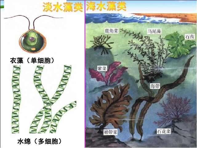 初一上册生物生物3.1.1藻类苔藓和蕨类植物教研课第7页