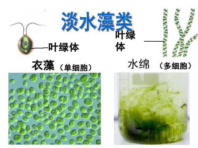 初一上册生物生物3.1.1藻类苔藓和蕨类植物上课下载第3页