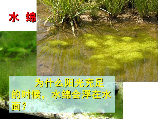 初一上册生物生物3.1.1藻类苔藓和蕨类植物优质课ppt课件下载第5页